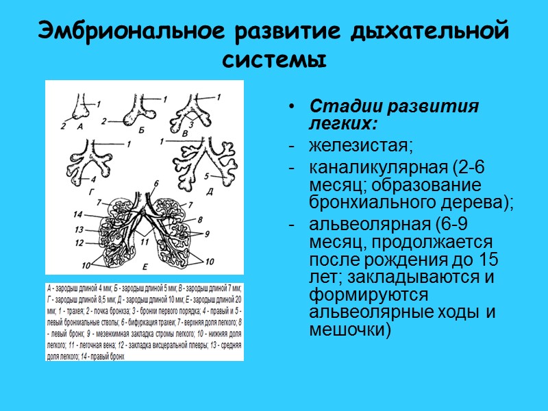 Эмбриональное развитие дыхательной системы Стадии развития легких: железистая; каналикулярная (2-6 месяц; образование бронхиального дерева);